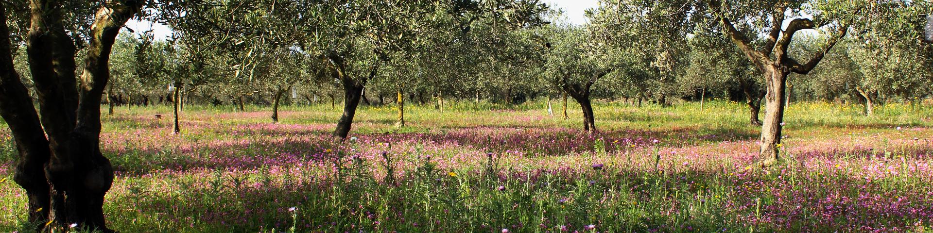 Il giardino degli ulivi tenute mare verde olio extravergine