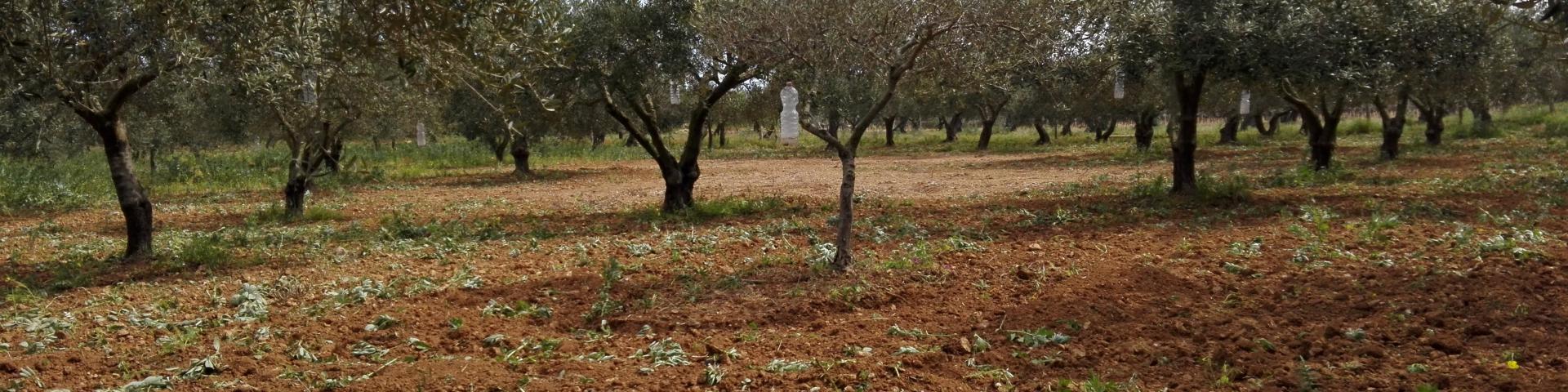 L'idea di un olio extravergine siciliano sostenibile