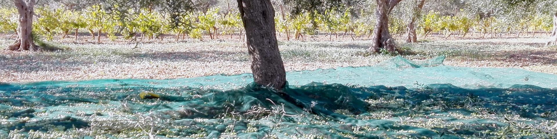 il nostro olio extravergine di oliva